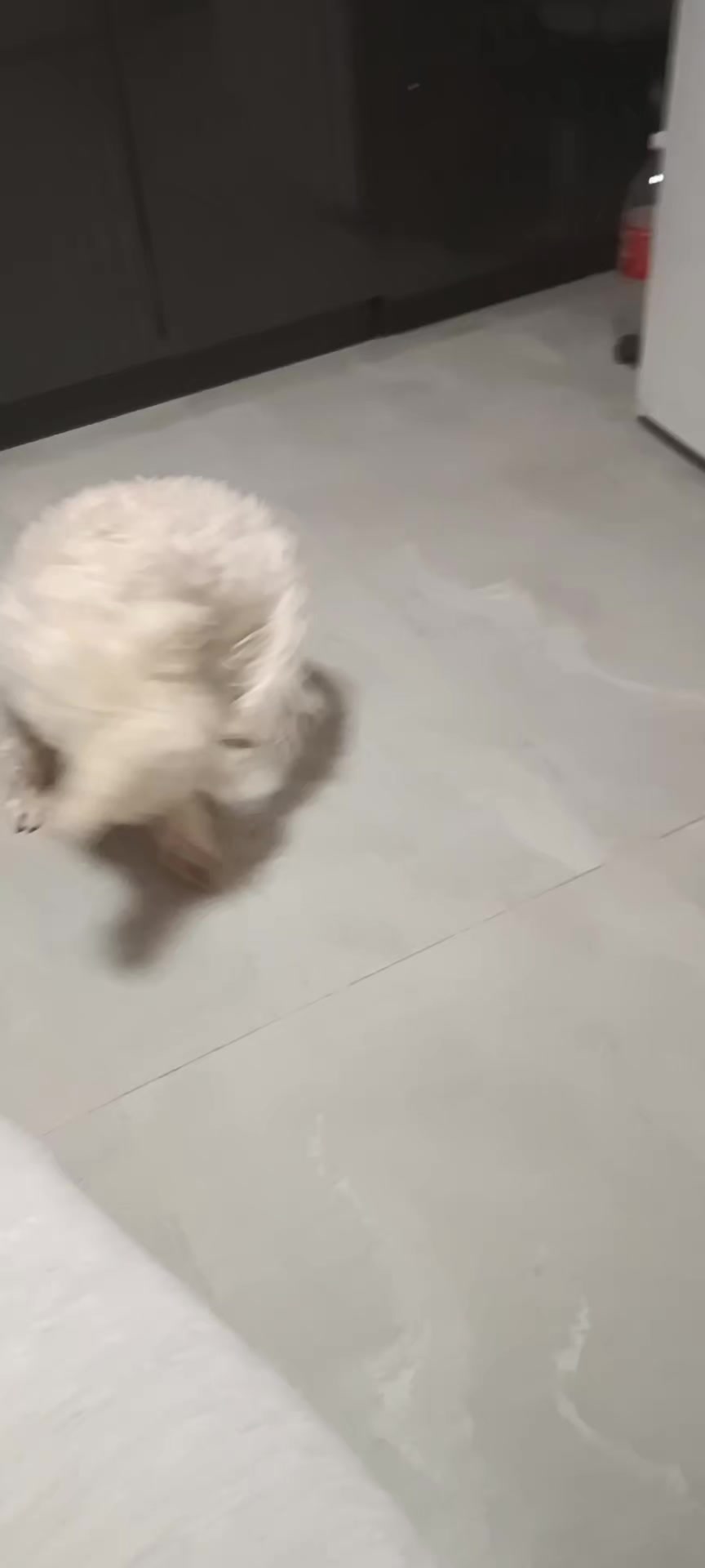 @cats&dogs)