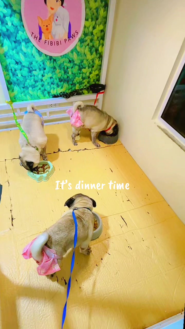 @The Fibibi Paws- Pet Sitting