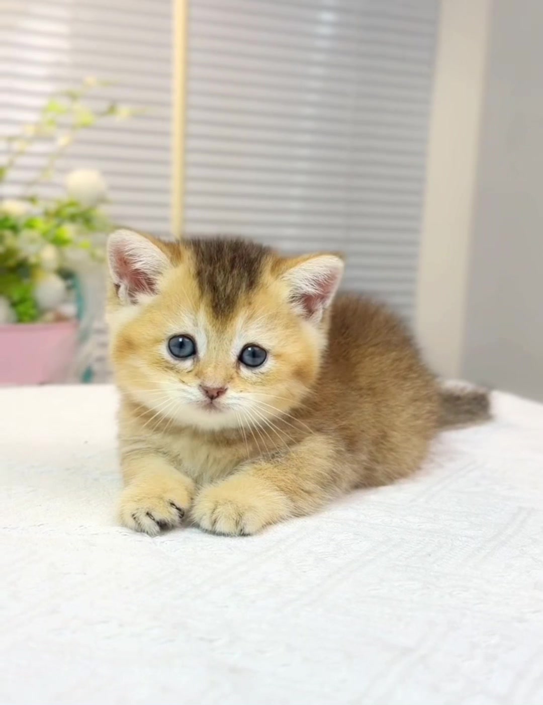 @fuyncats
