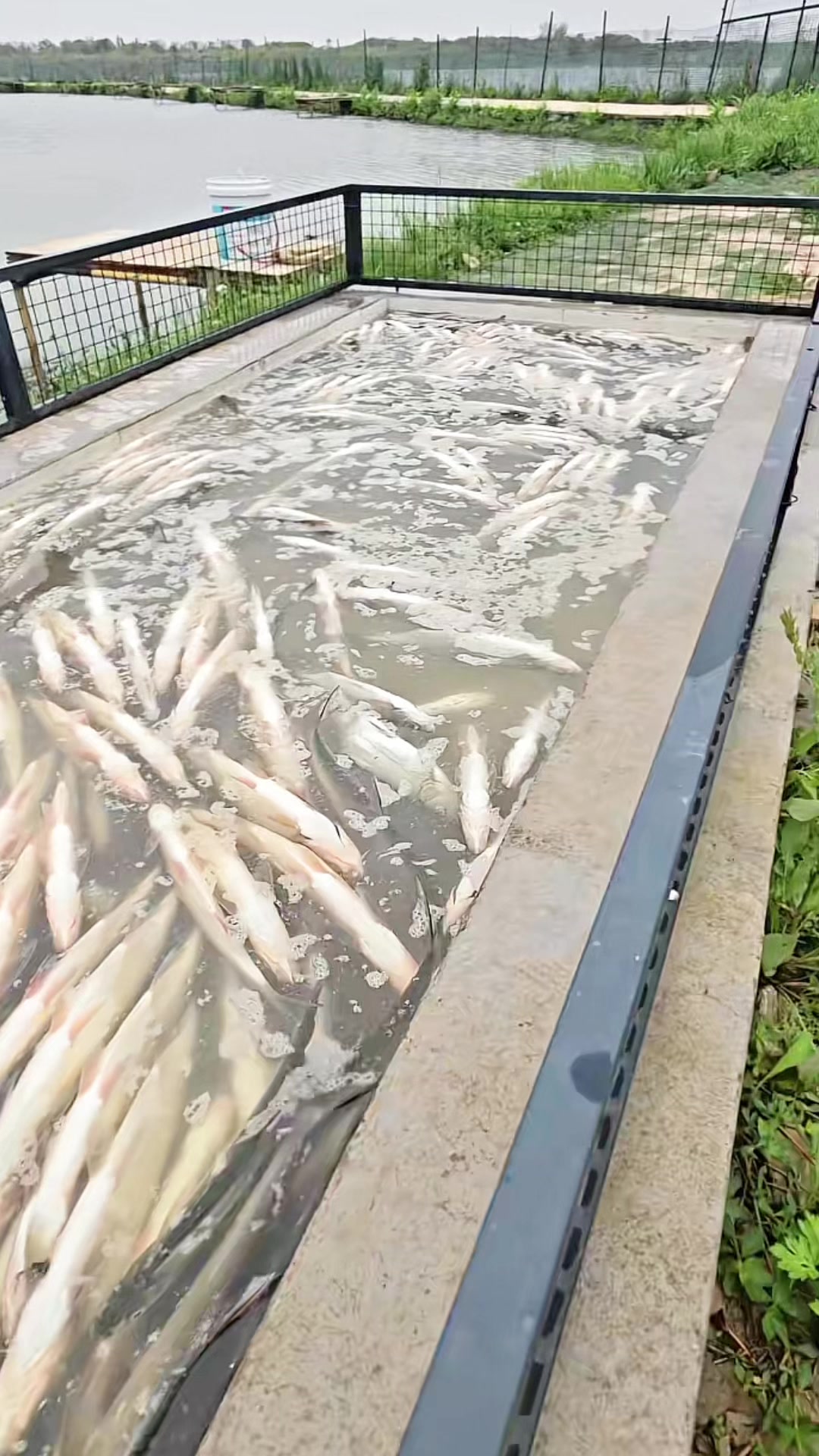 @Fishing King