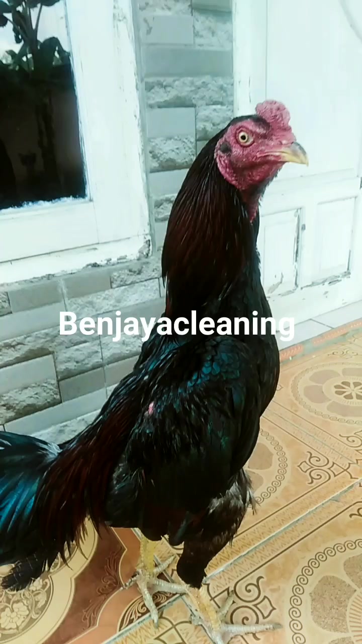 @Kandang Japaring 🐓