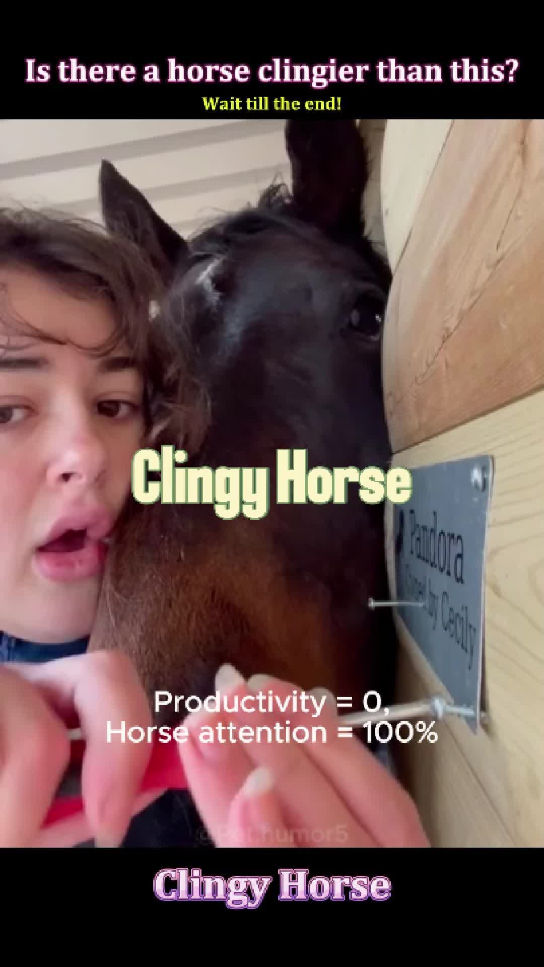 @Pet.humor5.USA