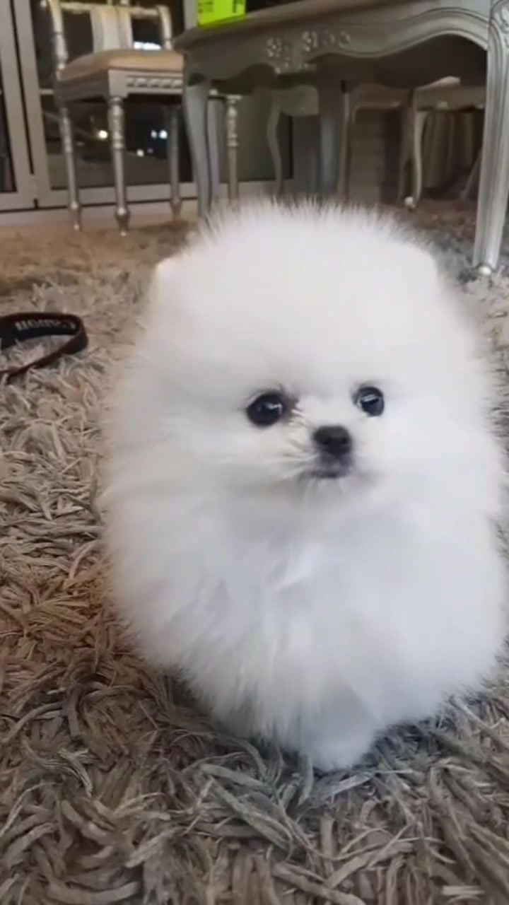 @Teacup puppies