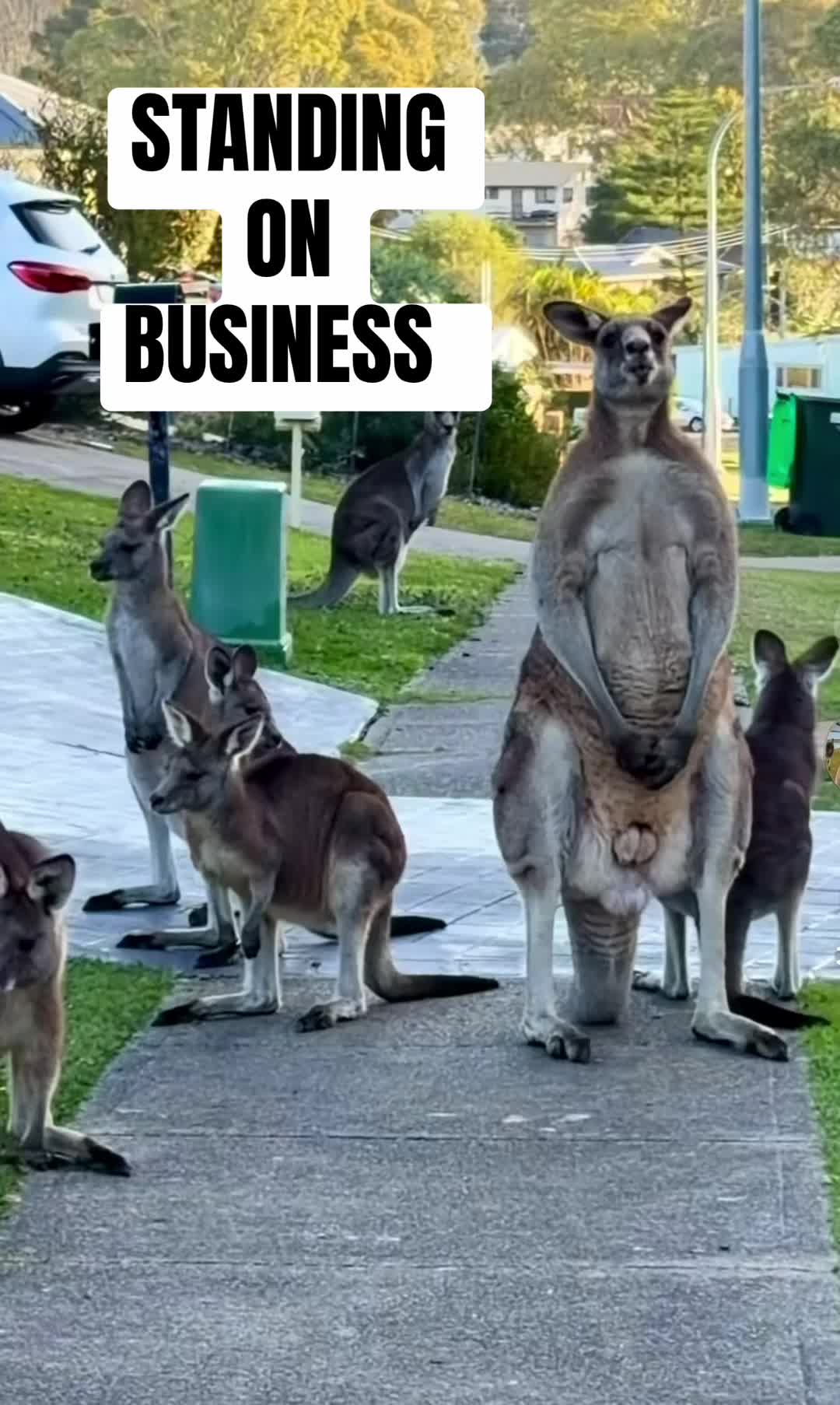 @DatSAShaME