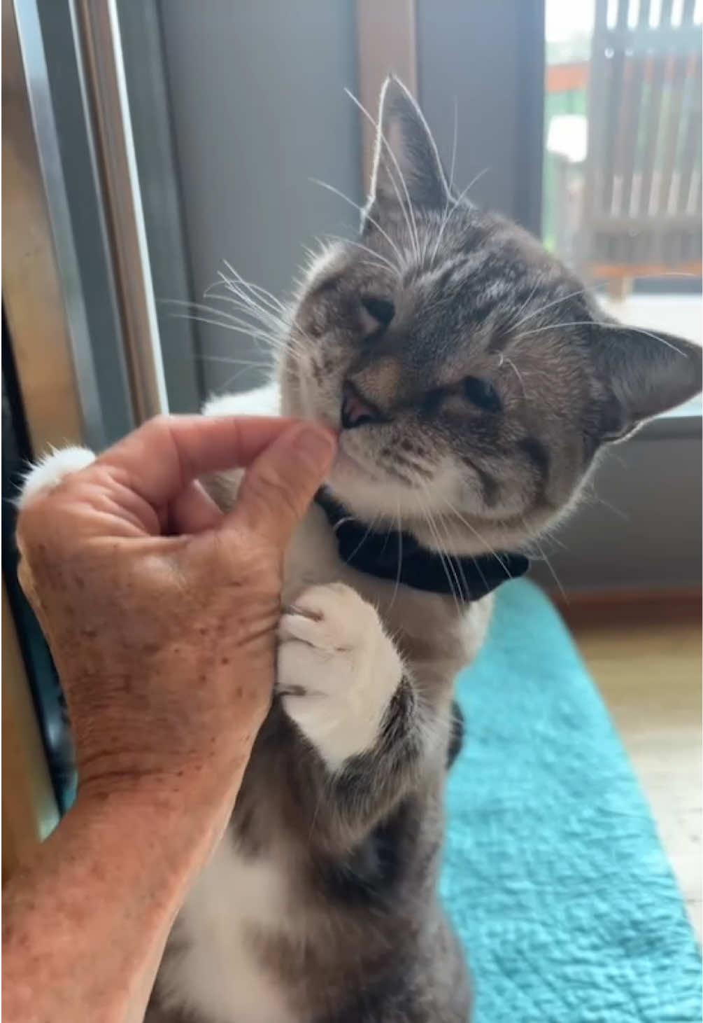 @bellkittiesmom
