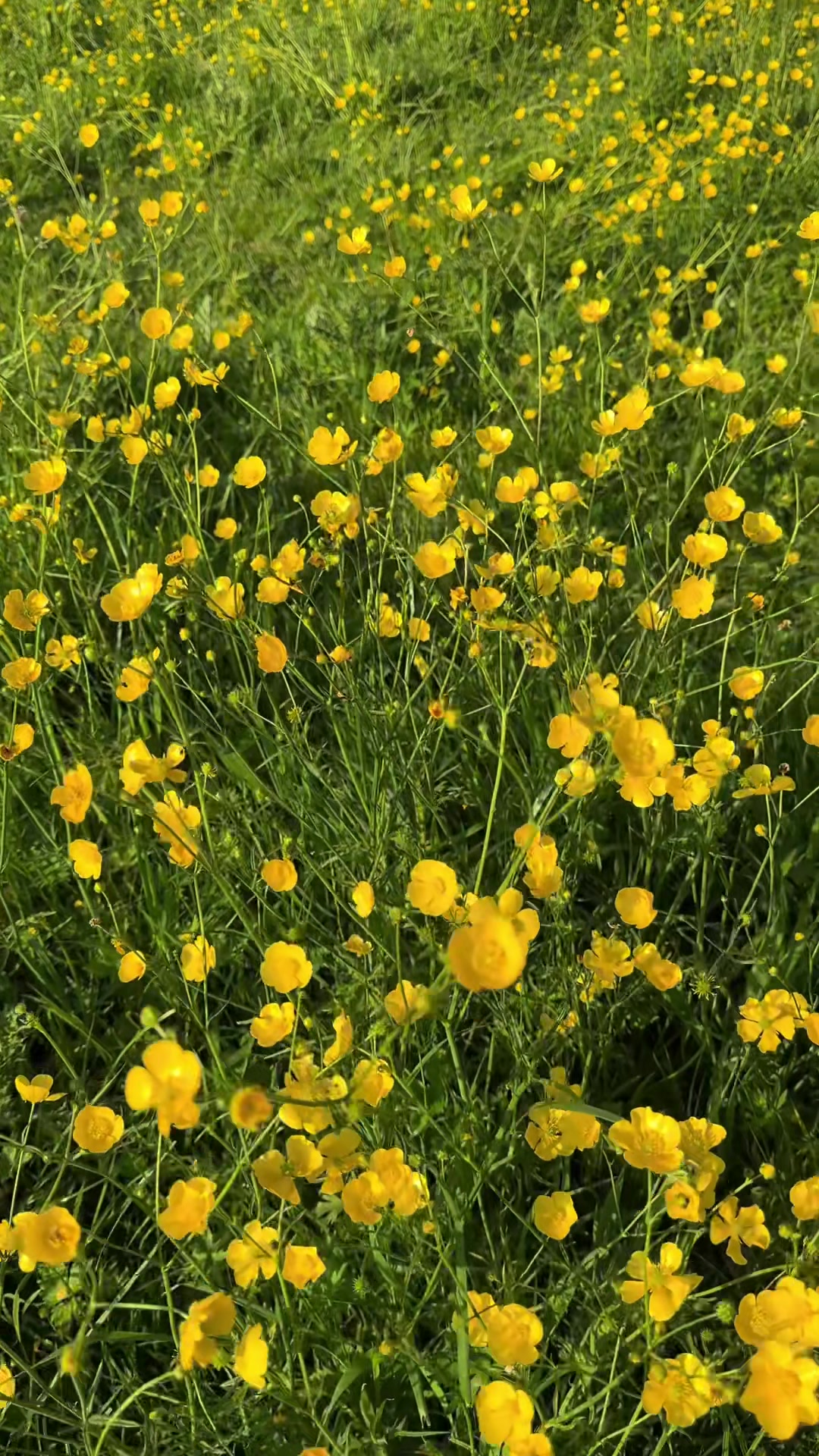 @Aنum Saقib 🇬🇧🇵🇰