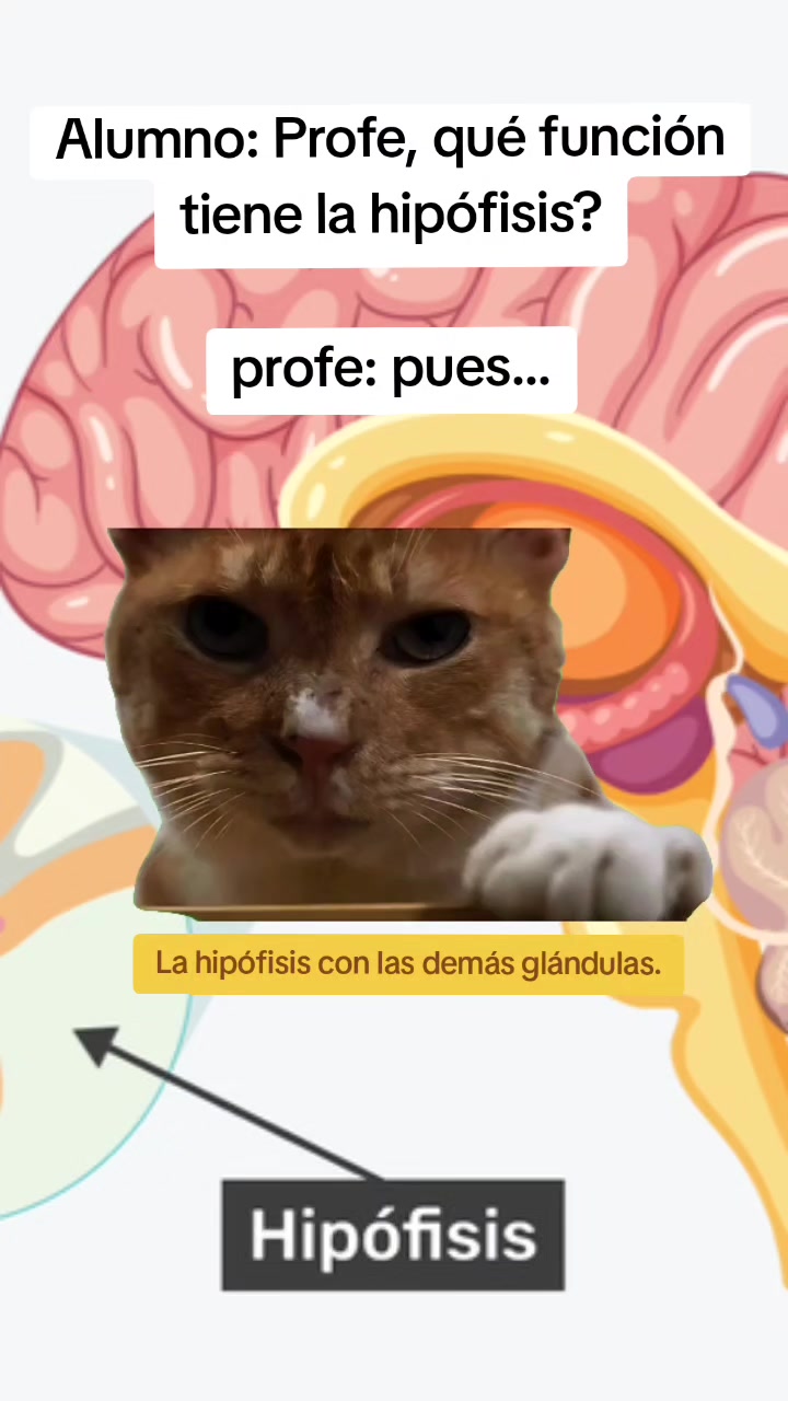@Rolax Pichu