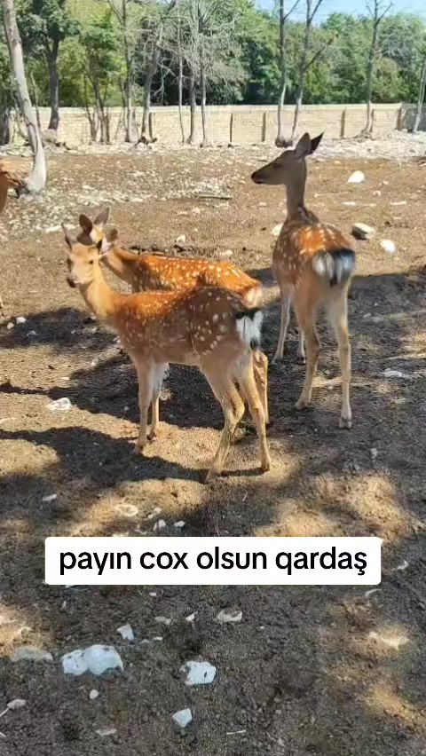 @Cefer_Qarabağlı