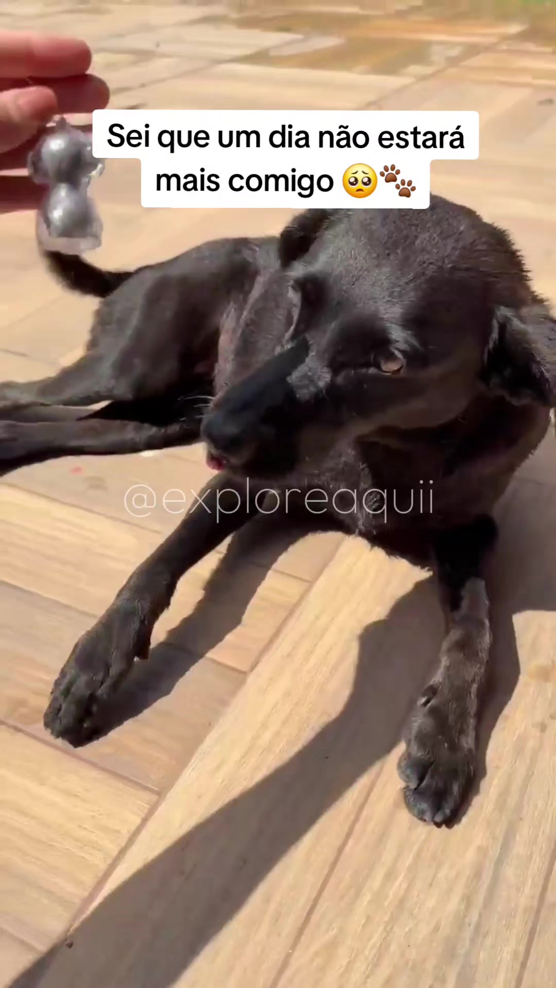 @Explore Aquii 🐾🐾✨️