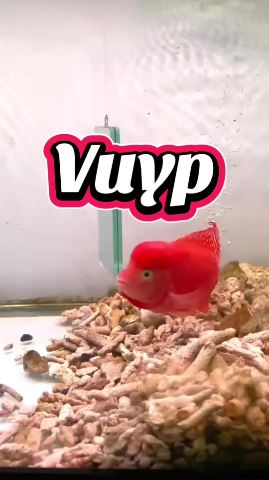 @GBH Hồng Anh