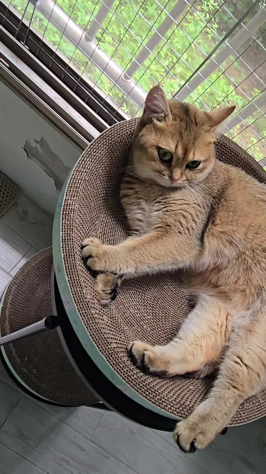 @고양이 형아