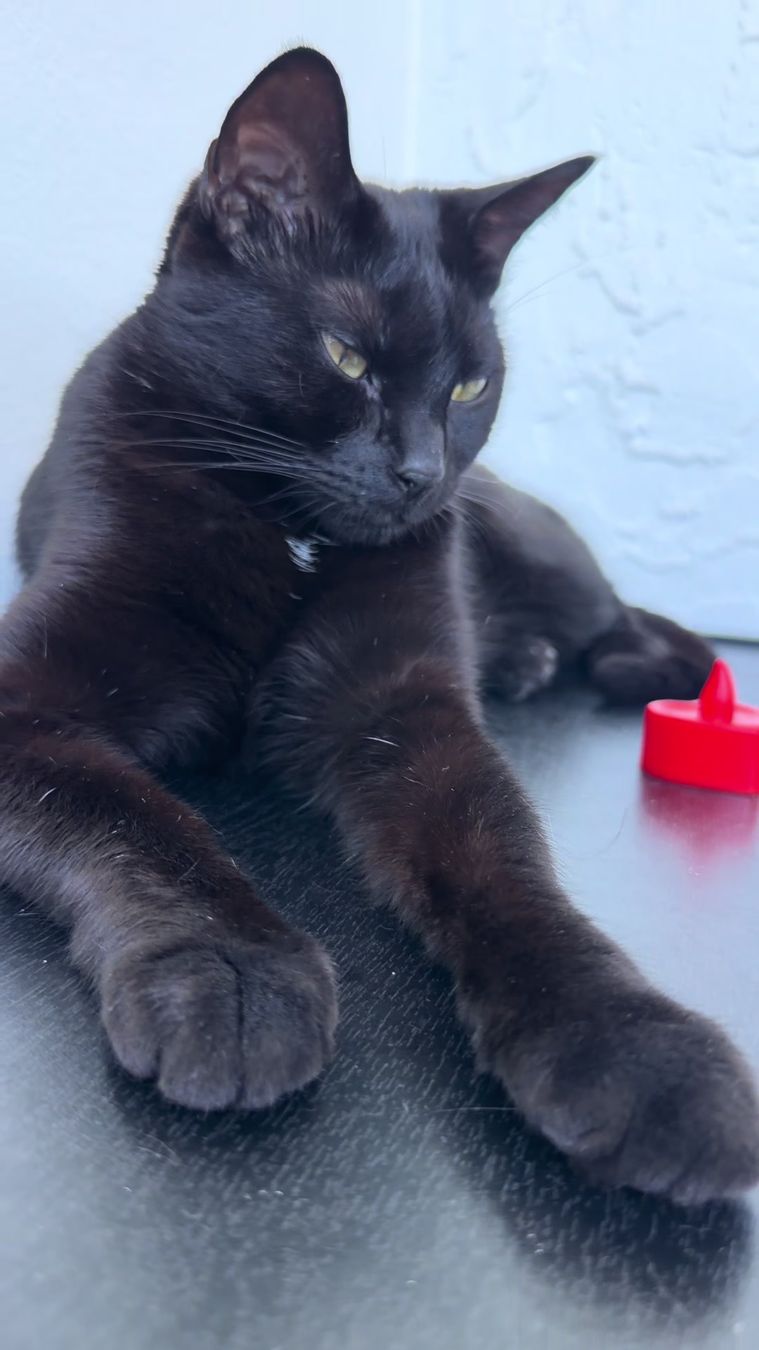 @I&rsquo;m Kitty 🐈&zwj;⬛