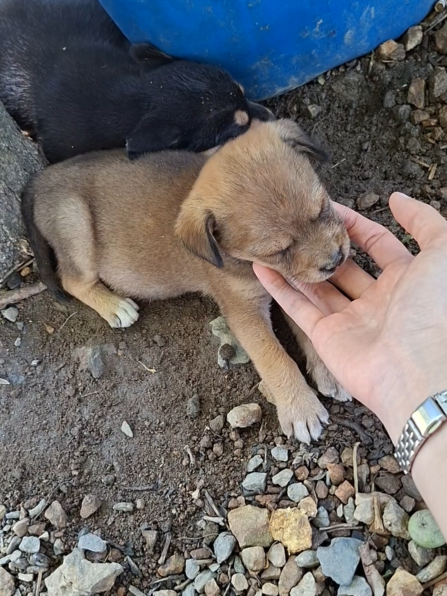 @Yêu chó mèo thích nuôi cá