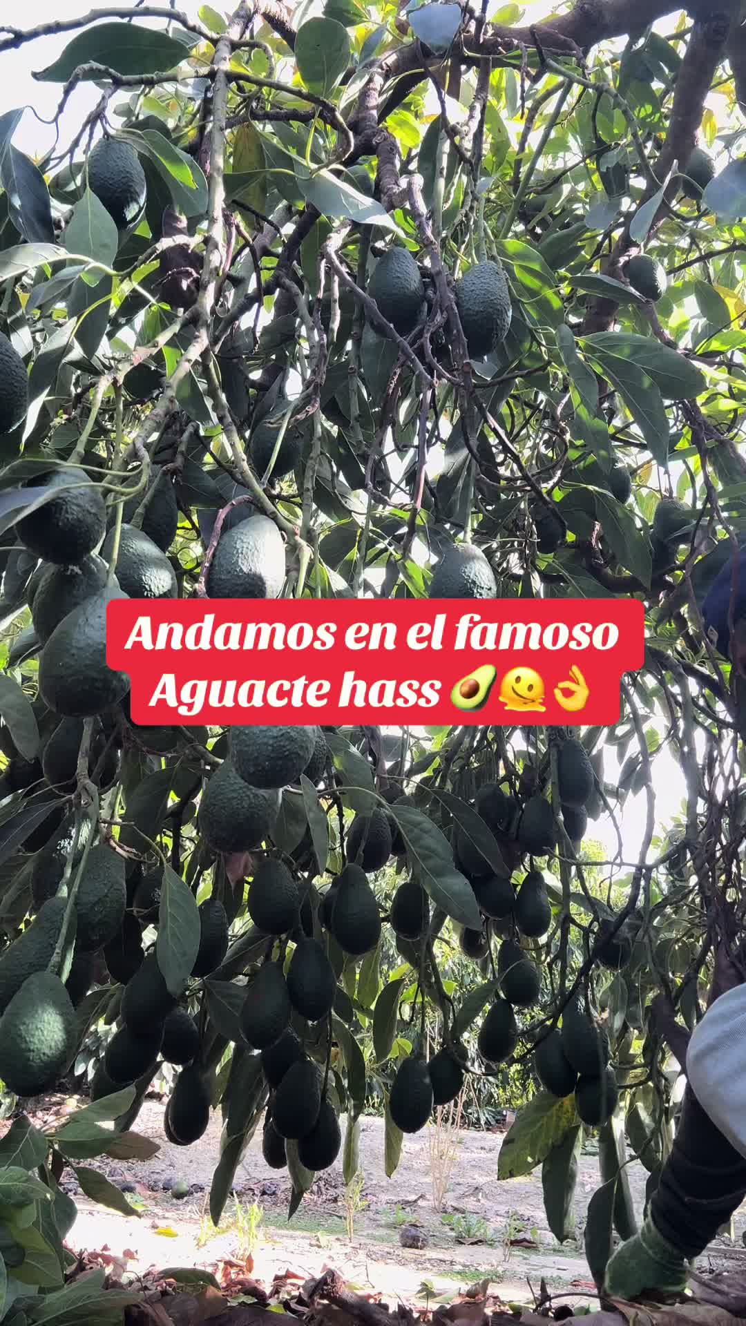 @Elo Santana 🥑🍊🍋