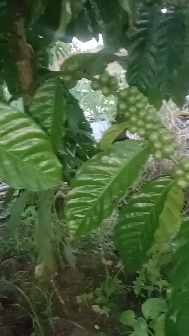 @petani