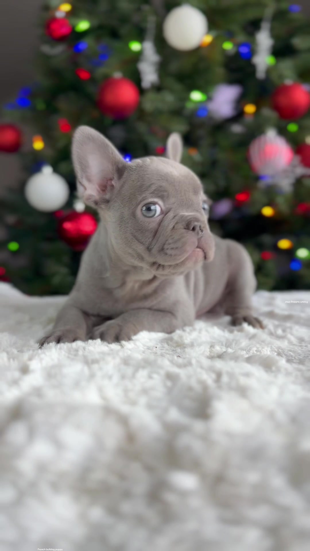 @TheFrenchieShop
