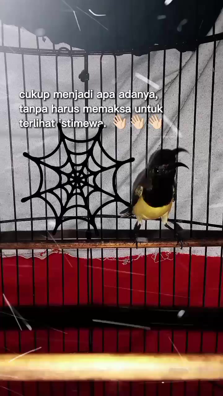 @★ALDO,BIRD★