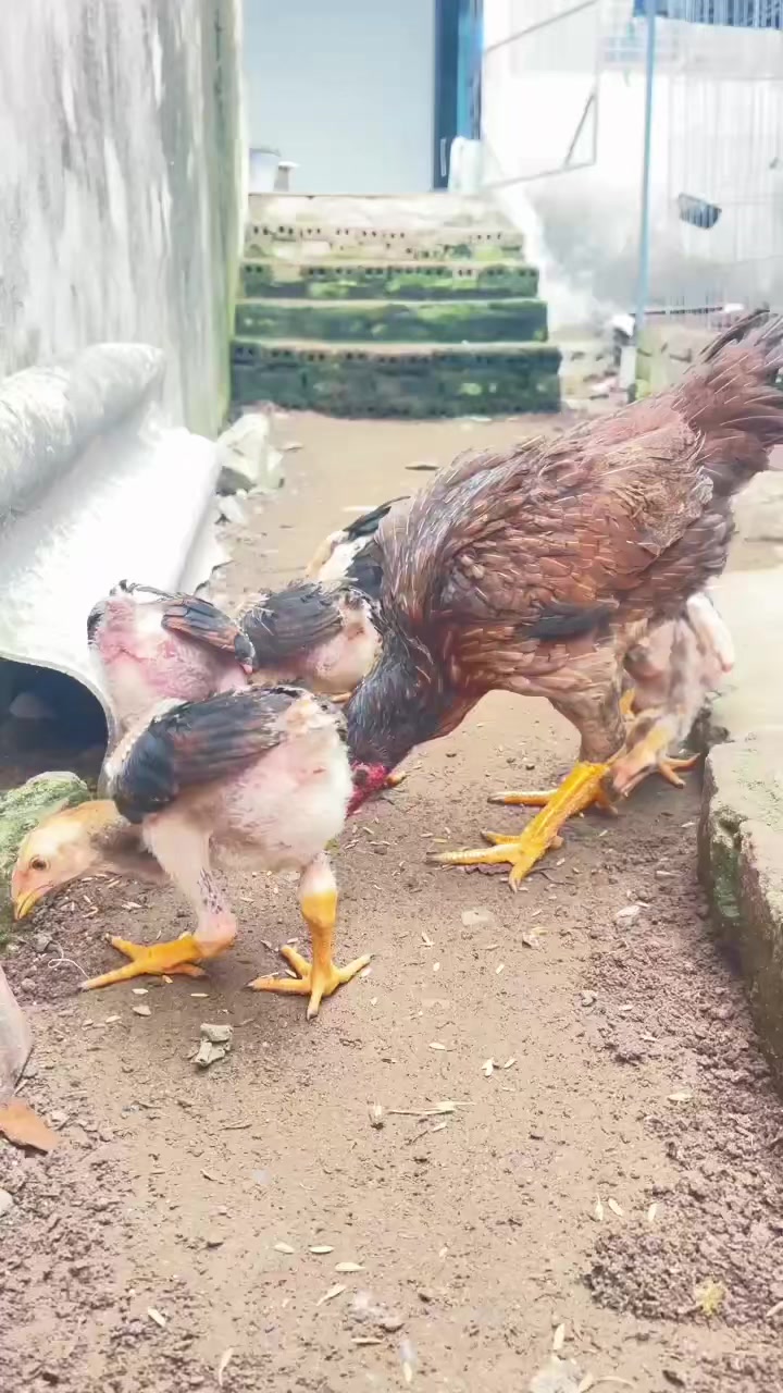 @𝐏𝐡𝐨𝐧𝐠 𝐆à 𝐂𝐨𝐧