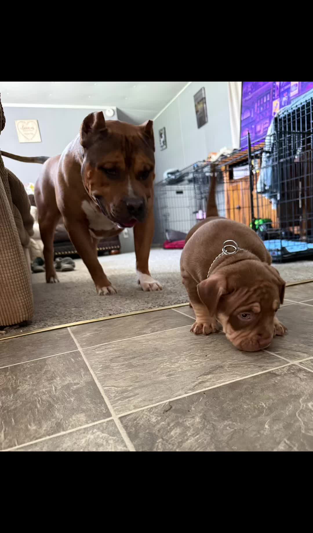 @Katelyn&bull;Rankin&bull;BigRBullies