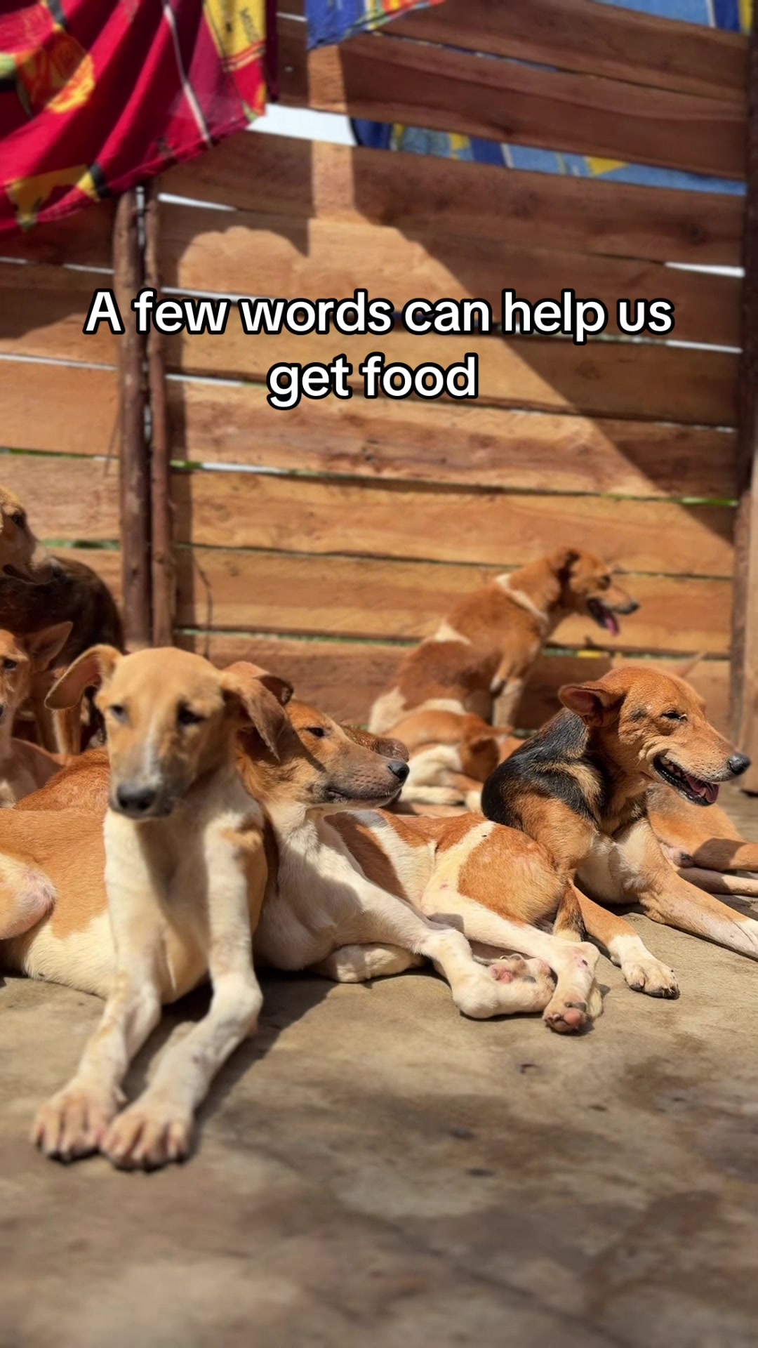 @furry_care_haven