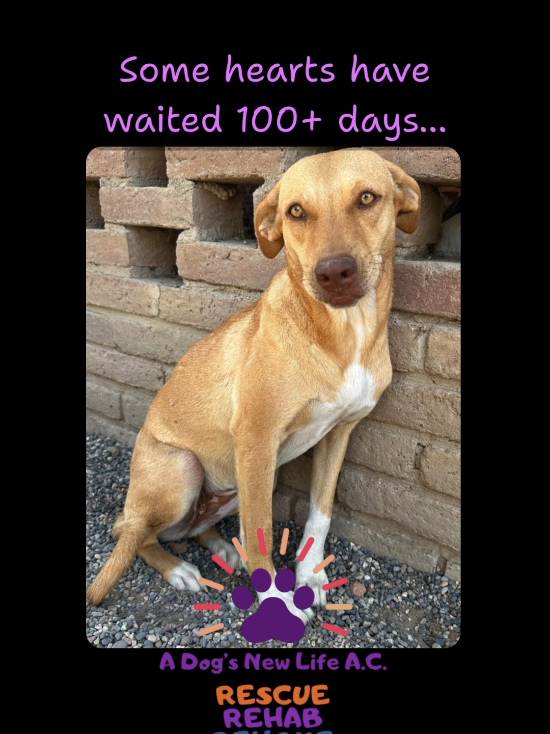 @A Dogs New Life