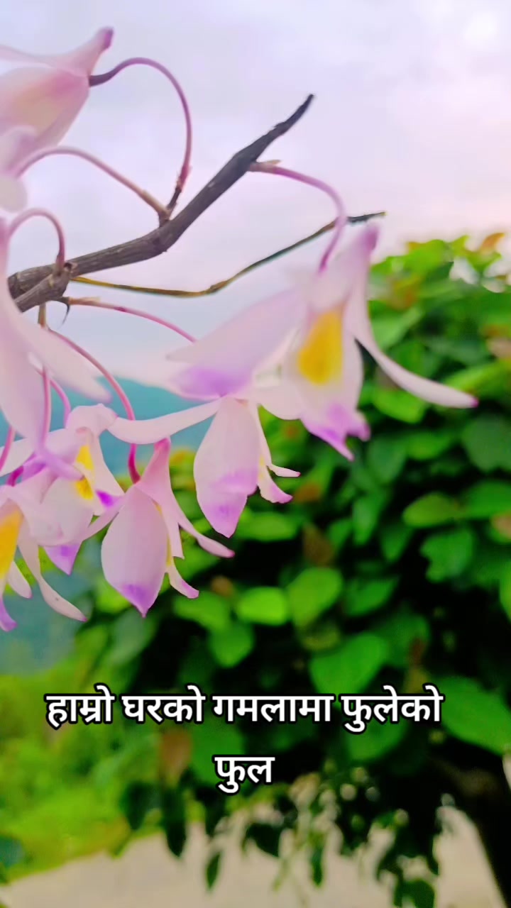 @sunita adhikari🇳🇵🇳🇵