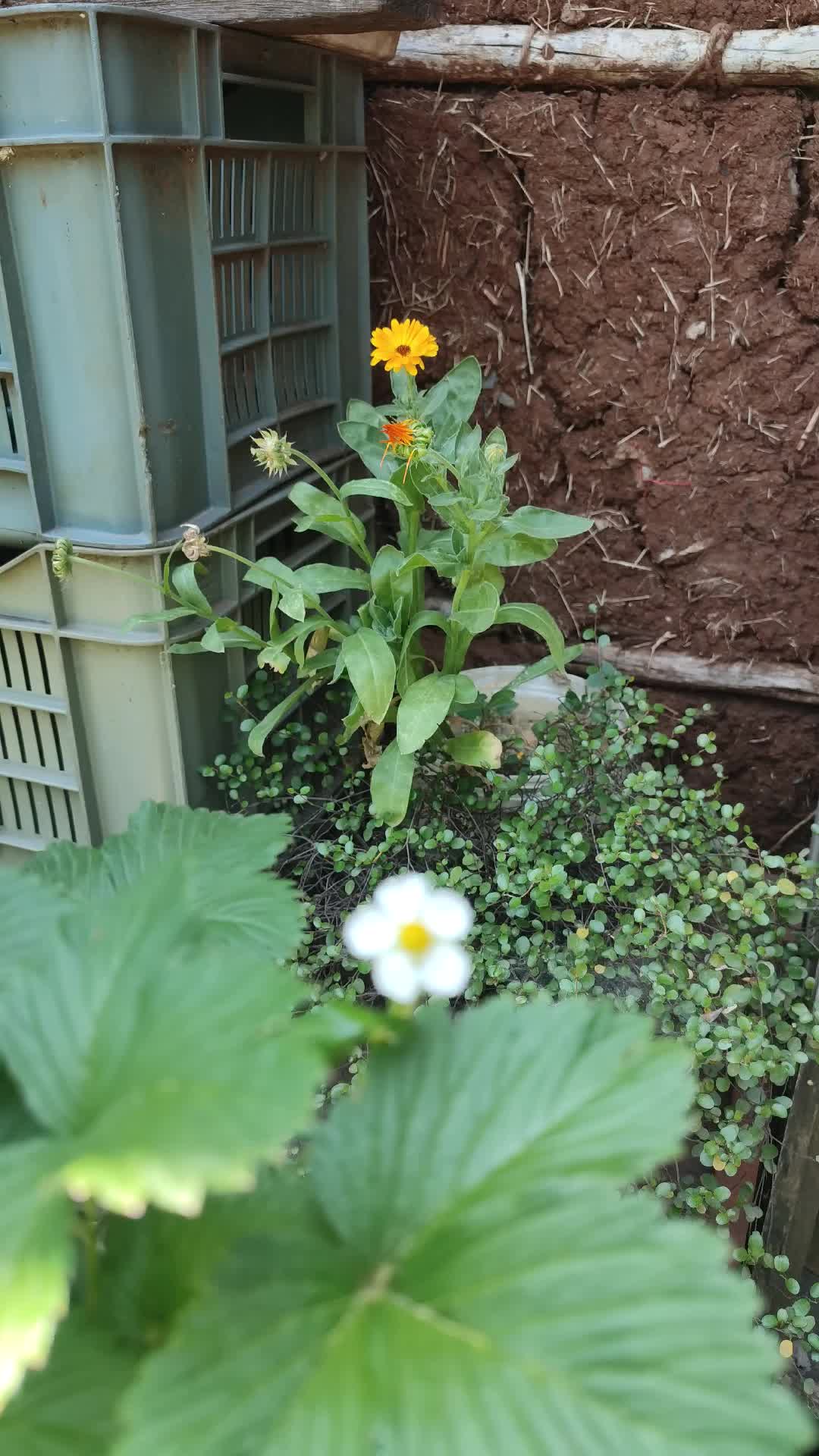 @የጓሮ ማሕበረሰብ-GARDENING COMMUNITY