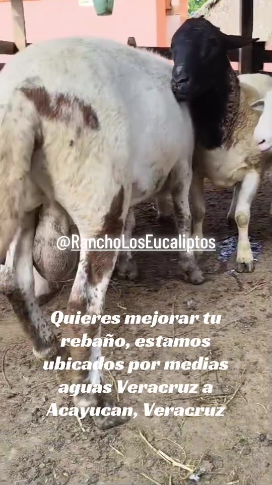@maya