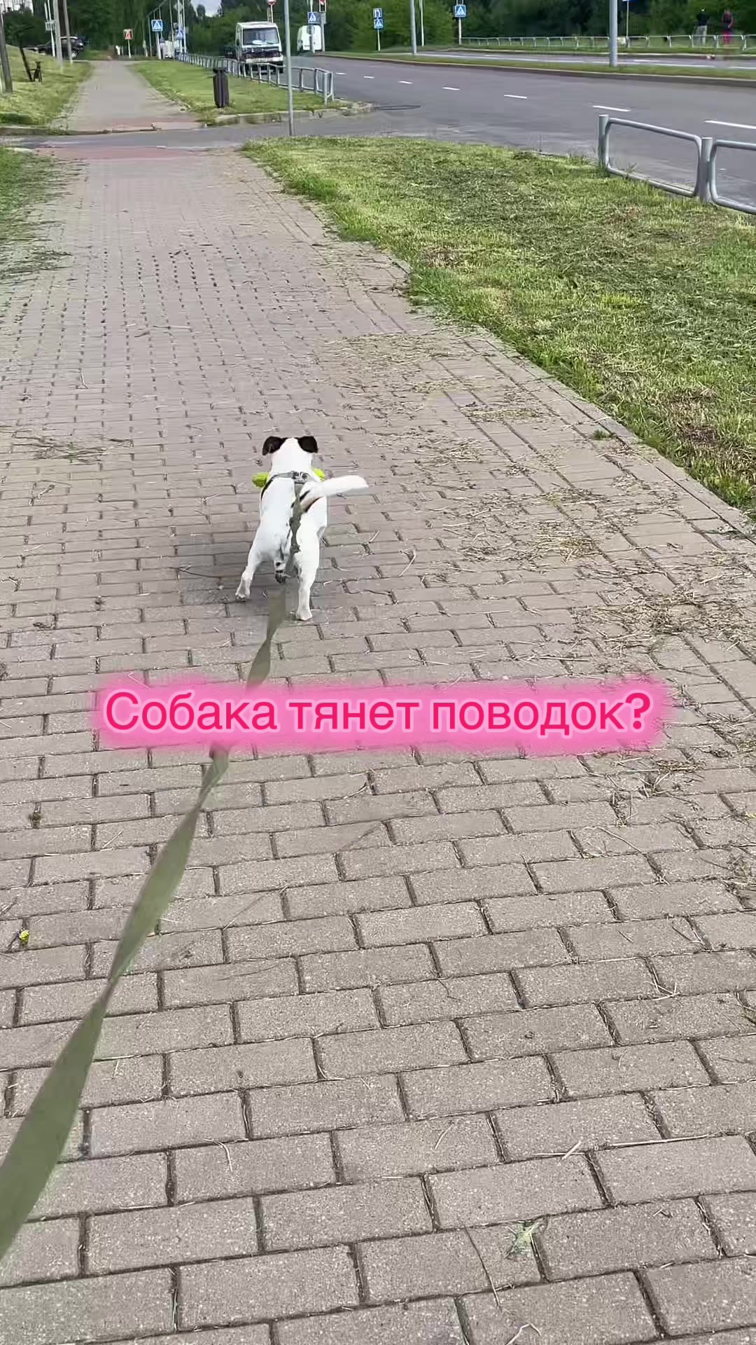 @Зооняня👉Алёна Ващенко