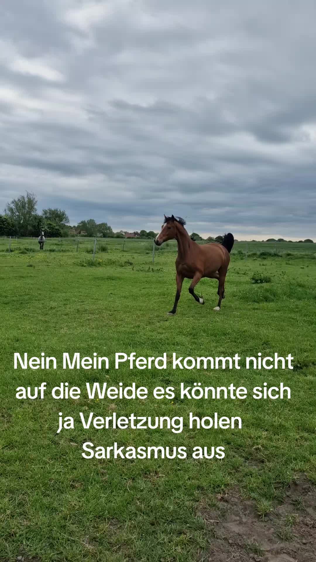@Katinka, Peach 🐴 und Toffee🐶