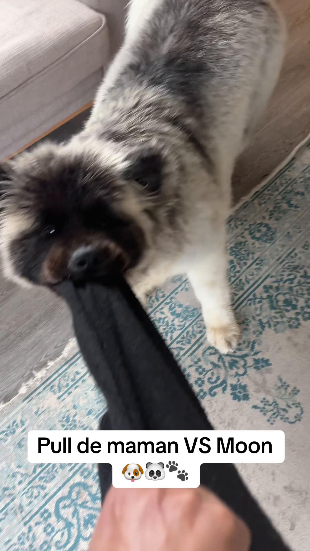@Moon 🐶🐼🐾