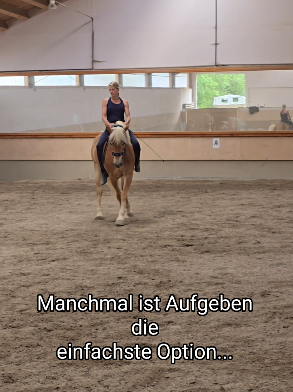 @Dreamhorse_Edelbluthaflinger