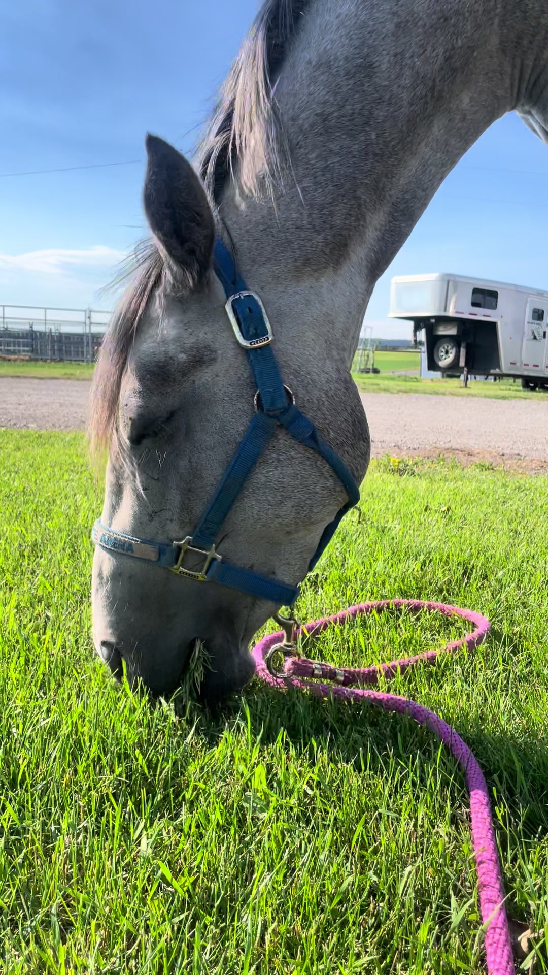 @starboundhorses