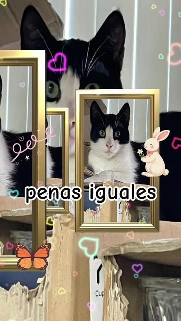 @paulina