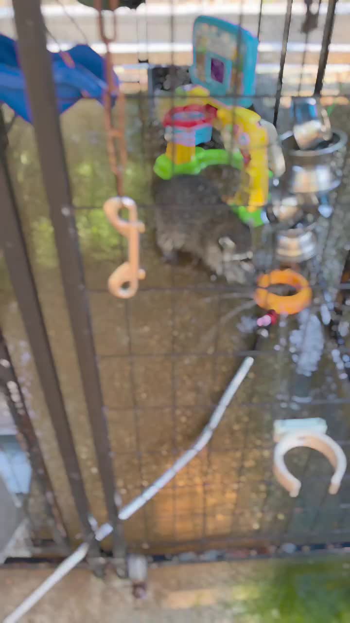 @Little Bit Wildlife Rescue