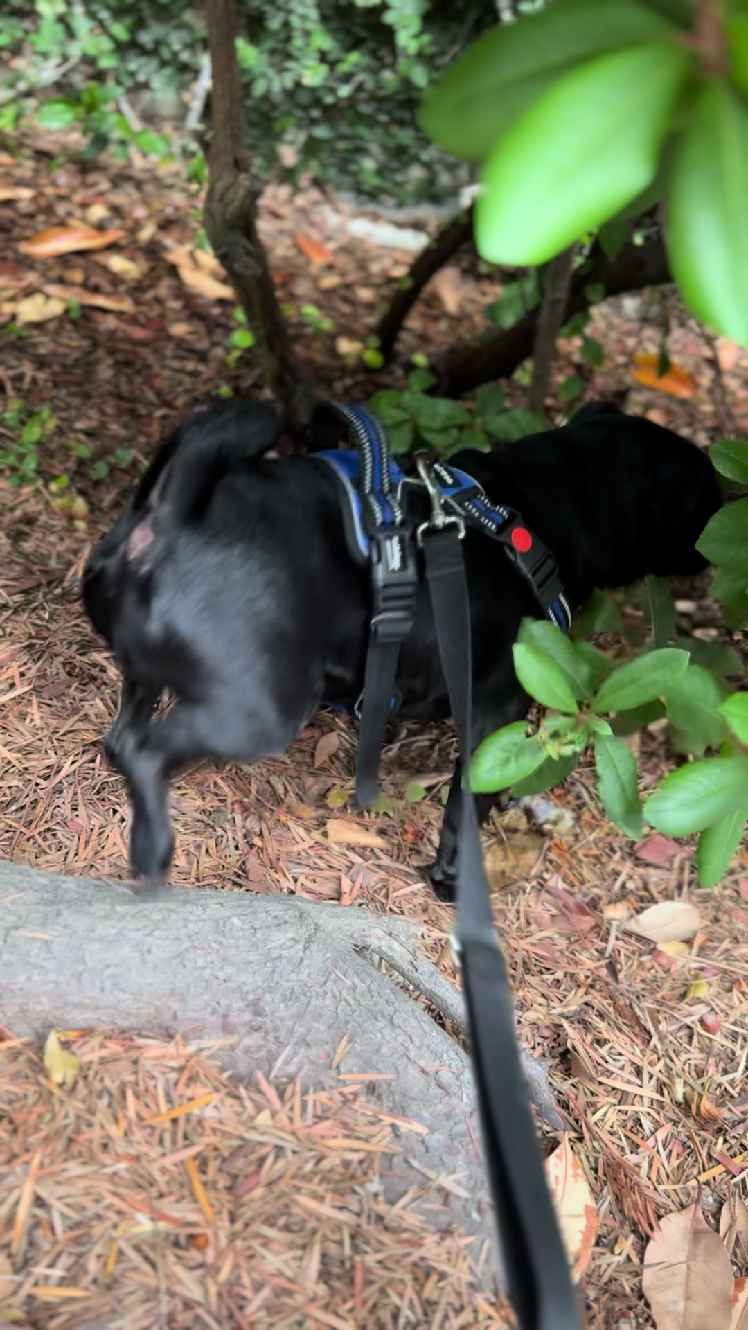 @Hershey The Pug