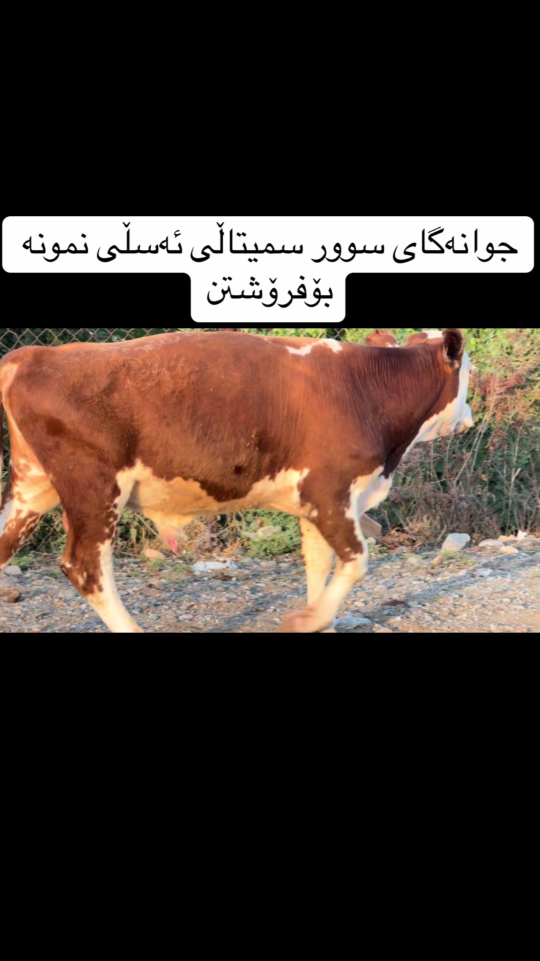 @مەیدانی ئاژەڵانی محمد 🐄🐂