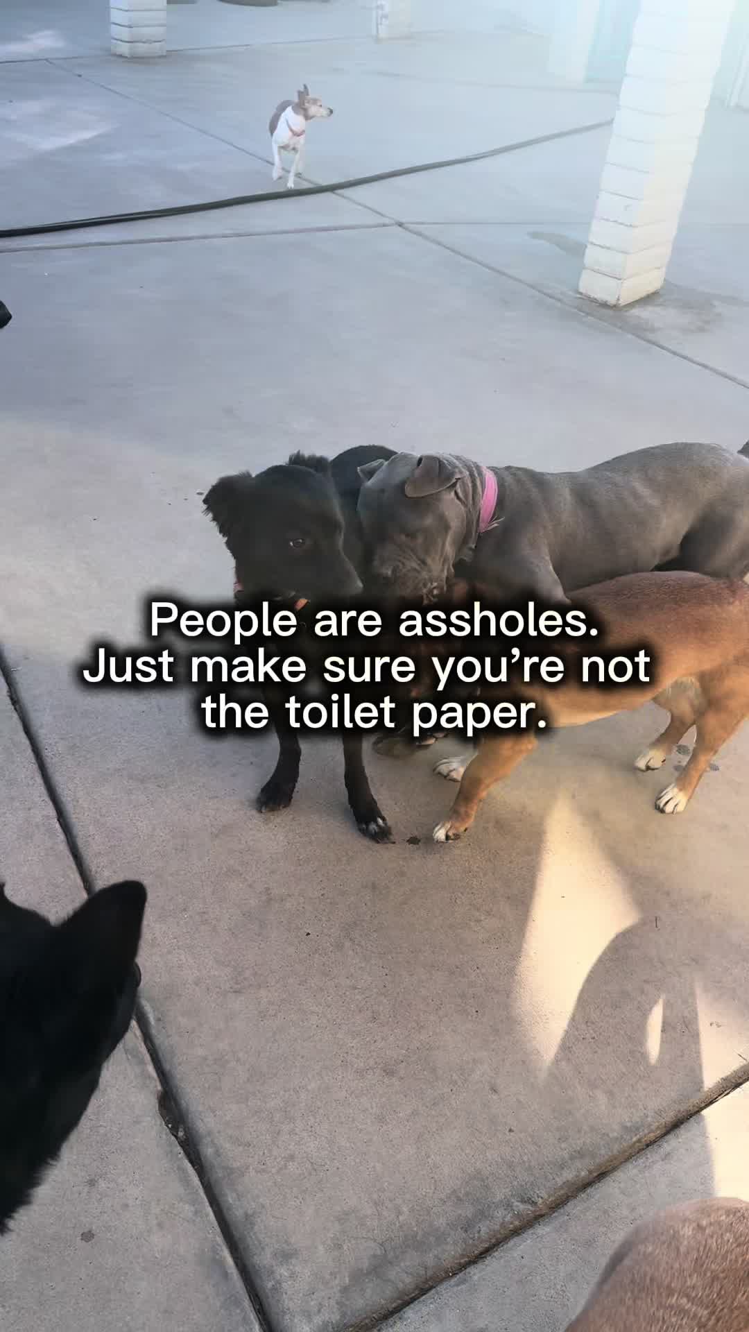 @Shepsky Mom