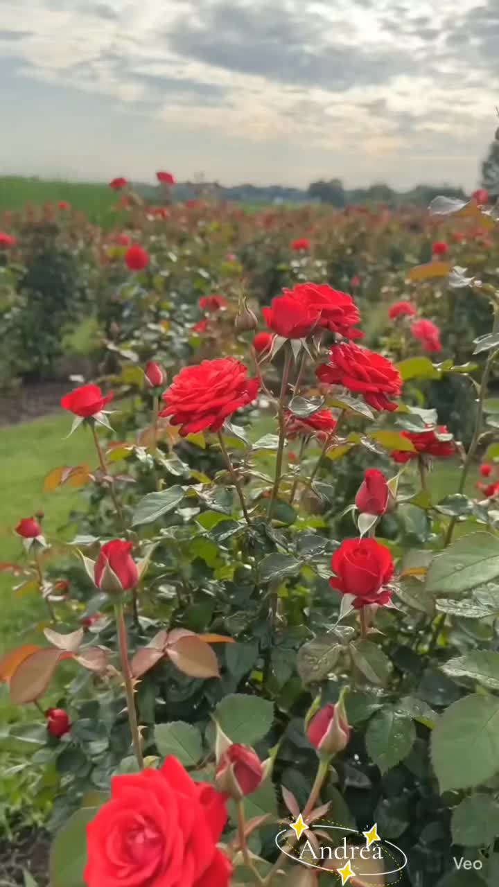 @andreacorsi298