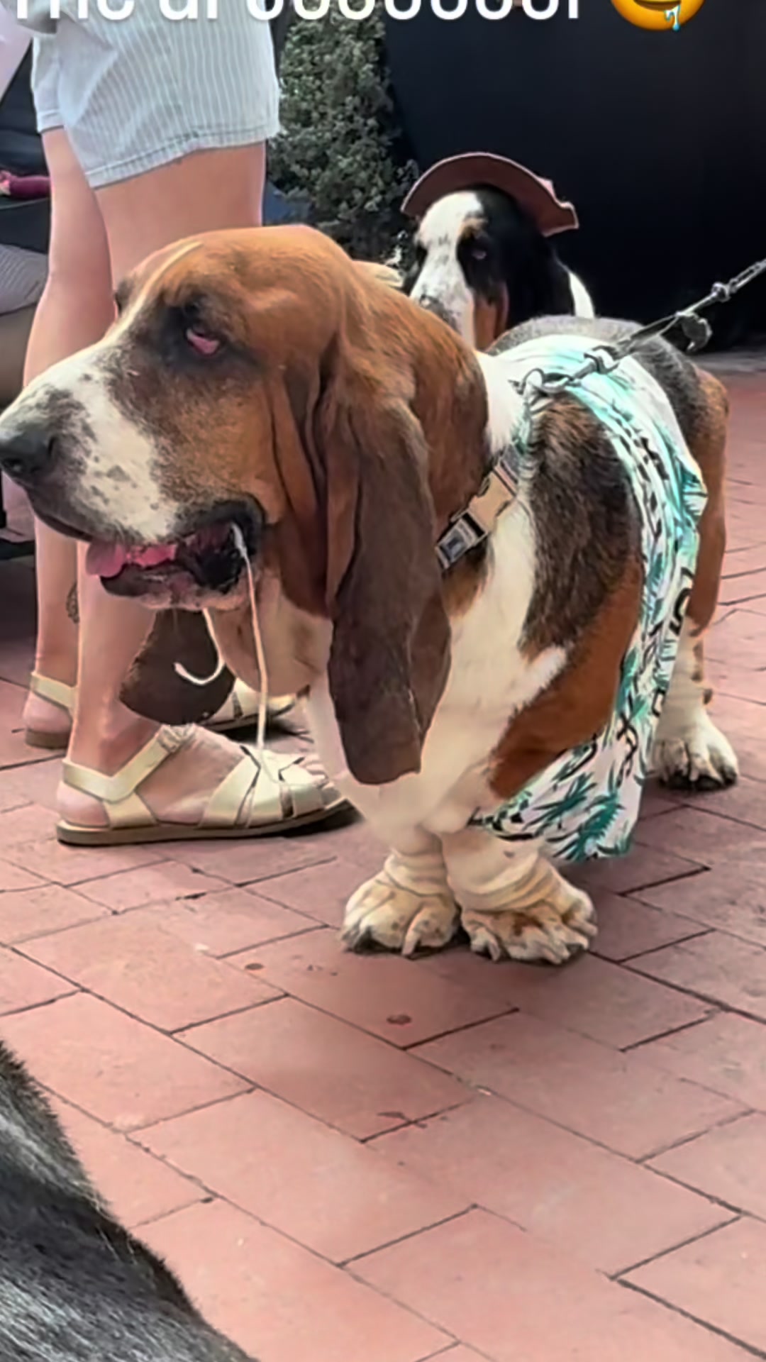 @Hudson & Rudy 🐾 Basset bros