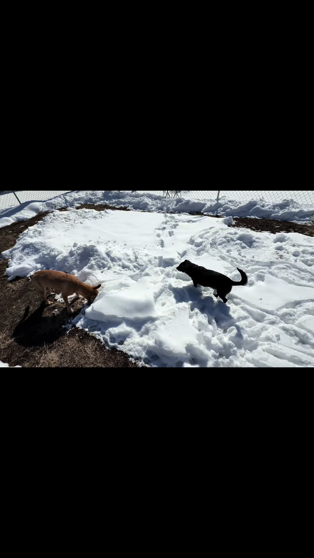 @snickers_and_sidekick