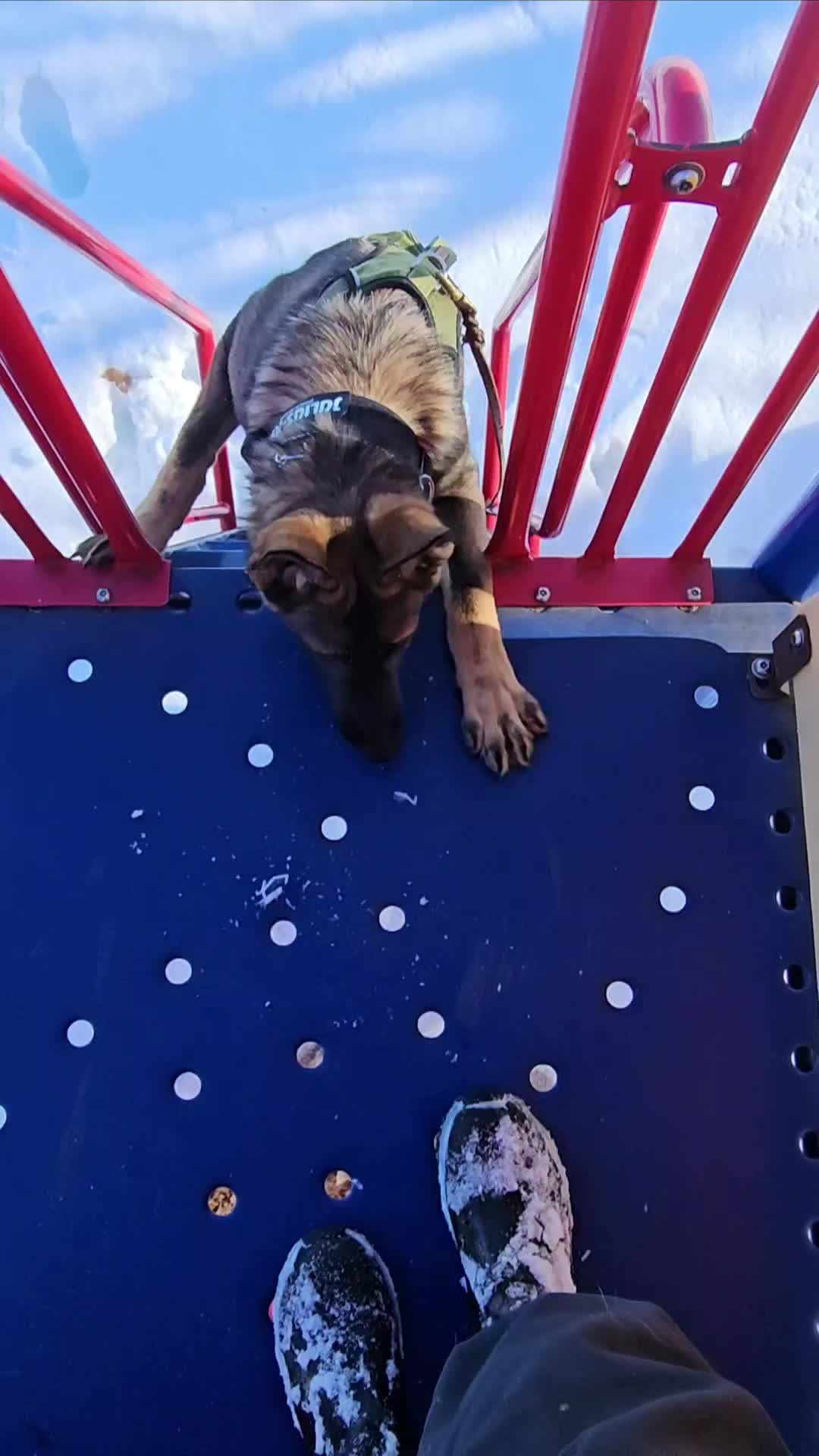 @K9 REECON & K9 GRITT