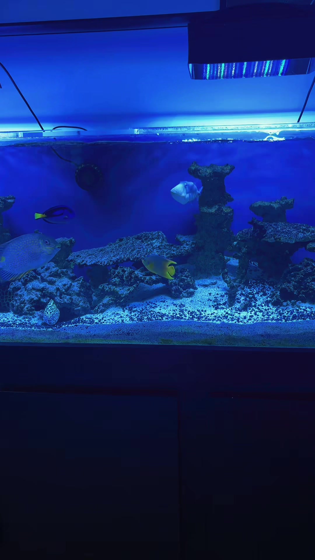 @reeflove