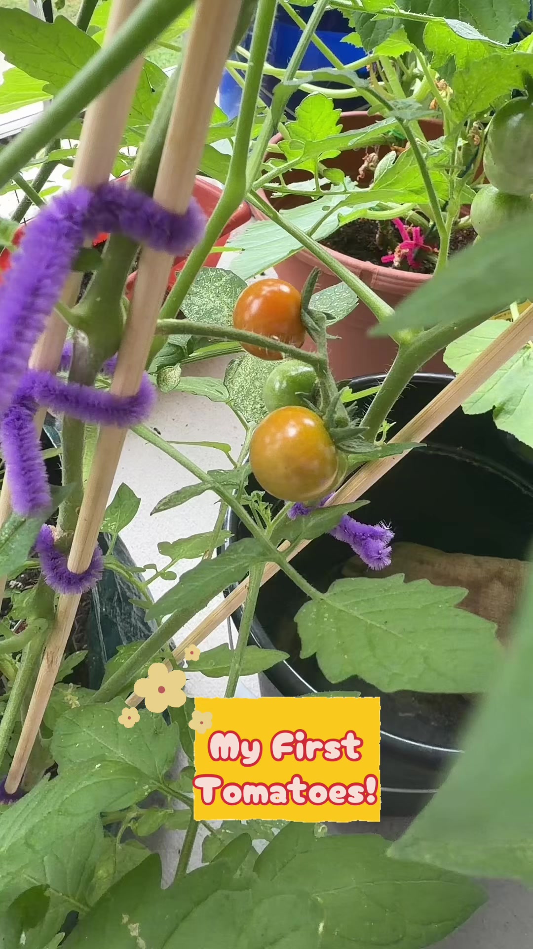 @🫑🍅🫐Deneen👩🏾🌾🪴🫚
