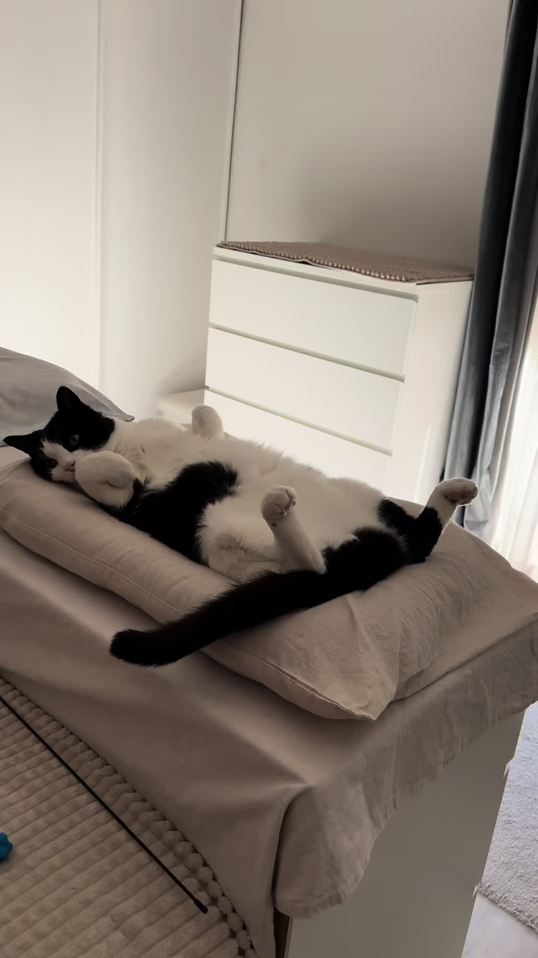 @Mike e Mendy Maine Coon