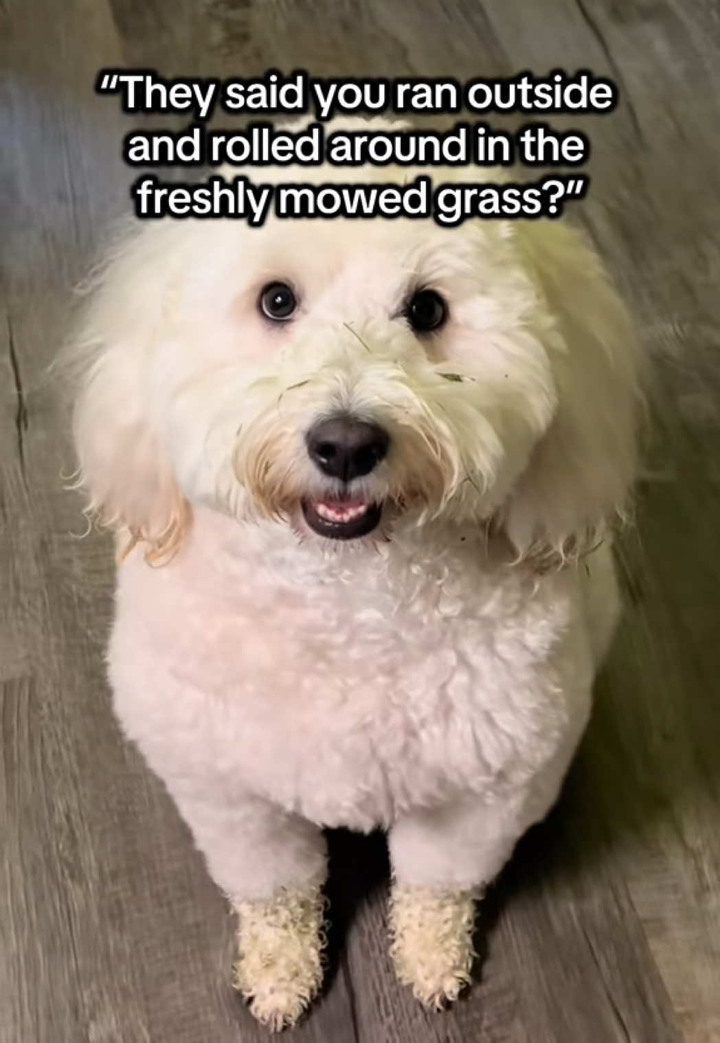 @Enzo the Dood
