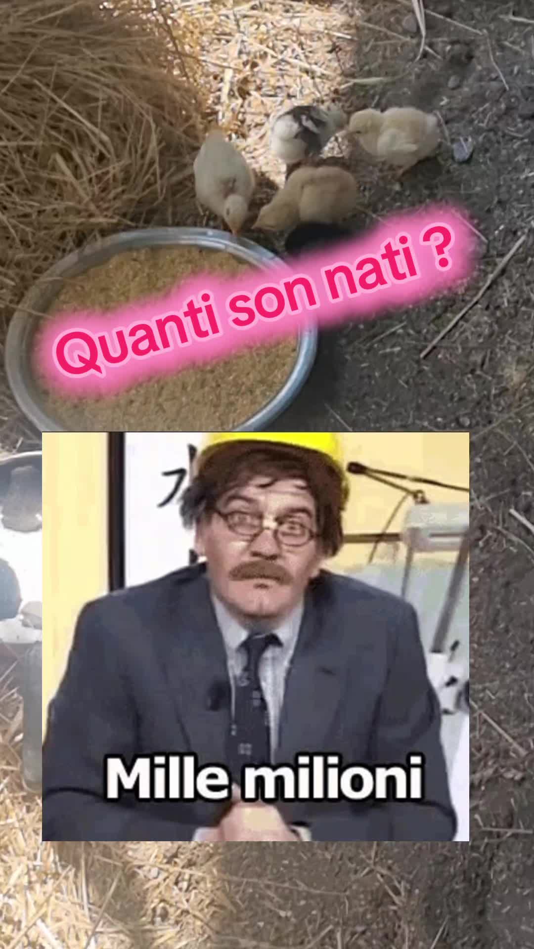 @Il leone e la gallina