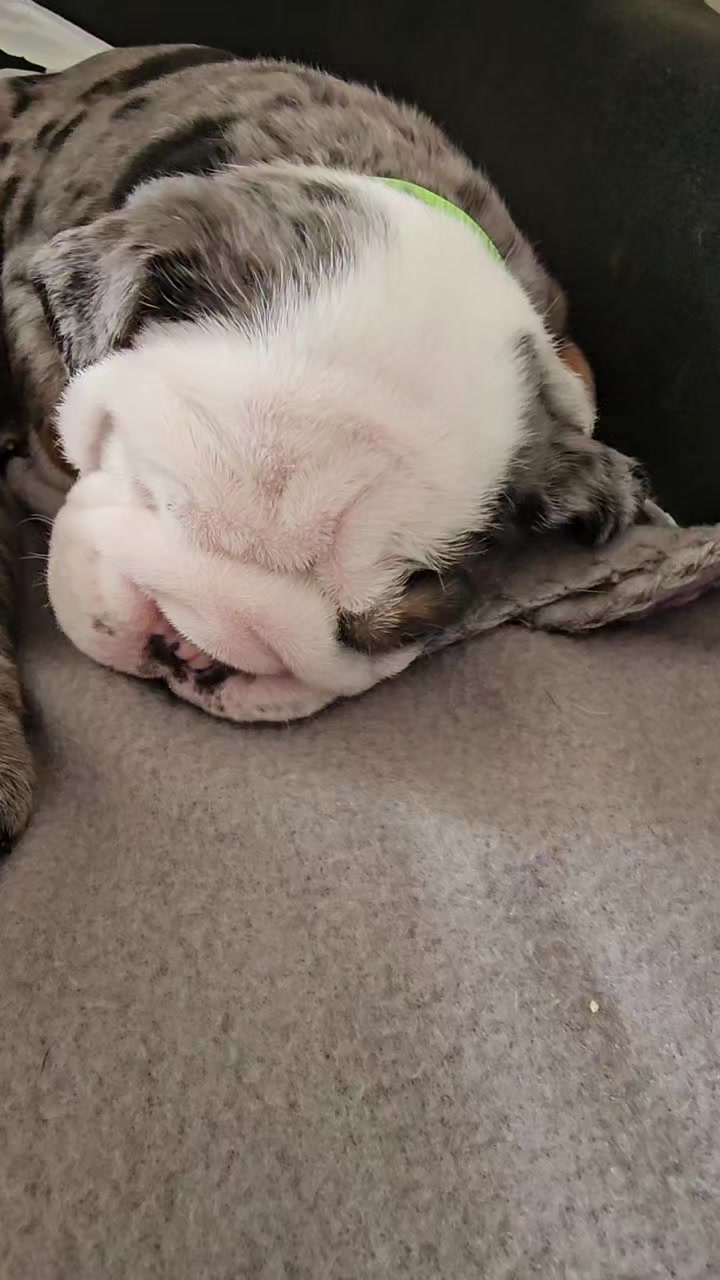 @Bulliciious Bulldogs Aotearoa