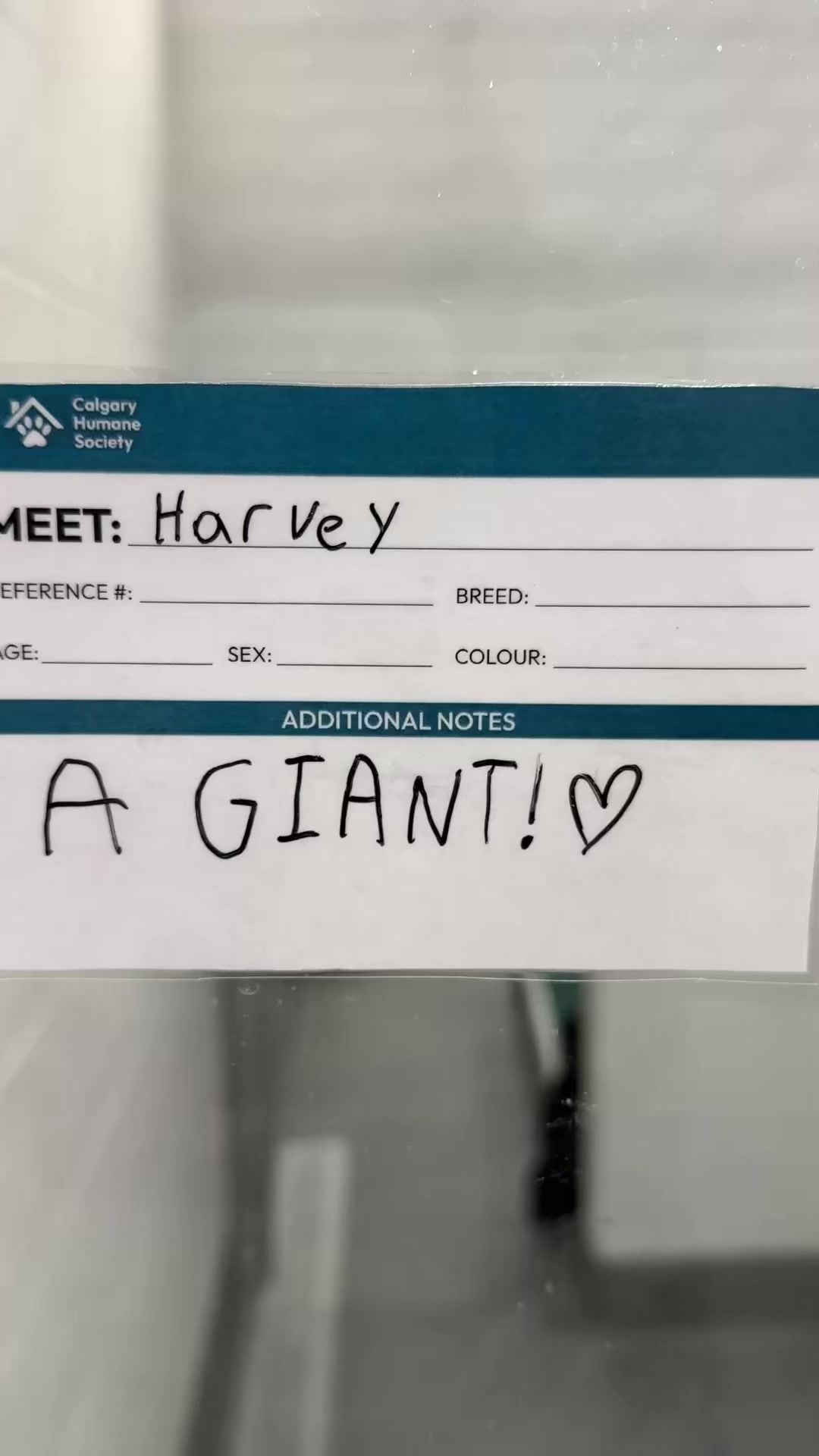 @Calgary Humane Society