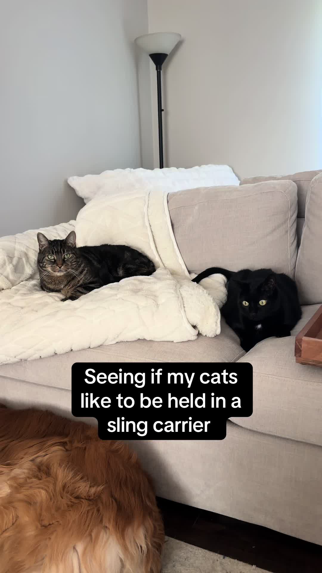 @Milo The Chonk